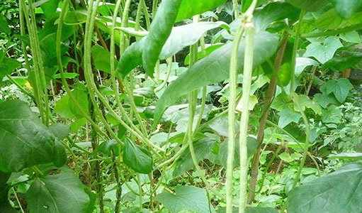 蔬菜几月份种植？
